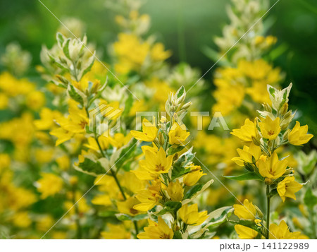 Bright yellow flowers of variegated loosestrife (Lysimachia punctata 'Alexander') blooming in the summer garden close up. 141122989