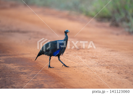 Vulturine guineafowl with catchlight crosses dirt track Vulturine guineafowl with catchlight crosses dirt track 141123060
