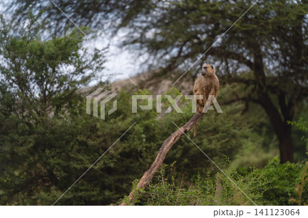 Yellow baboon sits on branch in forest 141123064