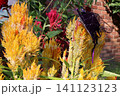 植木の花 141123123