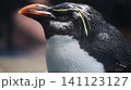 鋭い目つきのペンギン 141123127