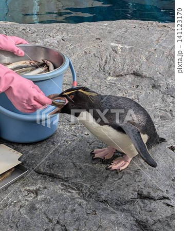 :飼育員からバケツの魚を口いっぱいにくわえて食べるイワトビペンギンイワトビペンギン :飼育員からバケツの魚を口いっぱいにくわえて食べるイワトビペンギンイワトビペンギン 141123170