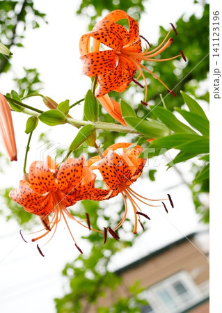 綺麗に咲く町の中の下から見たオニユリの花 綺麗に咲く町の中の下から見たオニユリの花 141123196