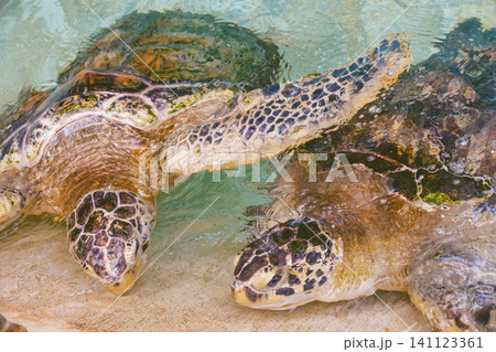 ウミガメが泳ぐ ウミガメが泳ぐ 141123361
