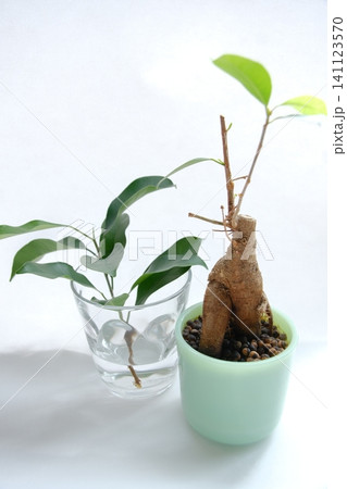 観葉植物ガジュマルの剪定後の様子と水挿し 観葉植物ガジュマルの剪定後の様子と水挿し 141123570