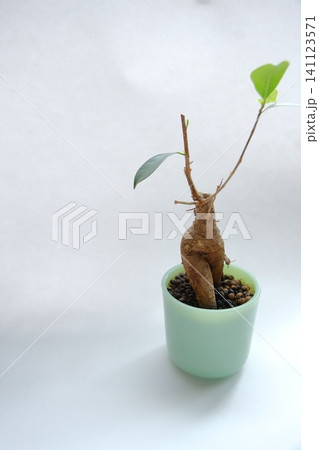 ガジュマルの鉢植え(コピースペース) ガジュマルの鉢植え(コピースペース) 141123571