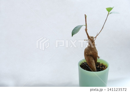 シンプルな背景のガジュマル鉢植え 141123572
