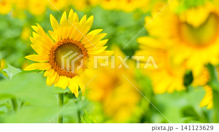爽やかな向日葵の花 141123629