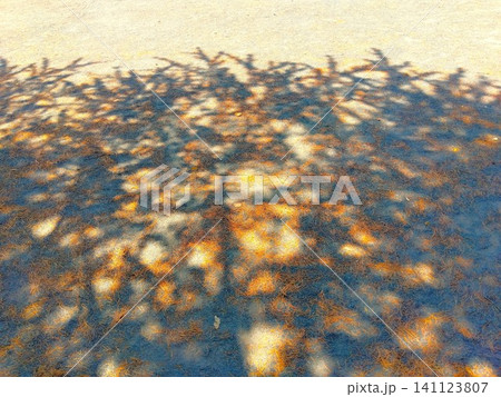 木漏れ日のヒマラヤスギの林の中の枯れ葉のある初夏の公園の広場風景 木漏れ日のヒマラヤスギの林の中の枯れ葉のある初夏の公園の広場風景 141123807