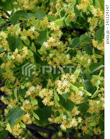 blossoms of a lime tree 141124147