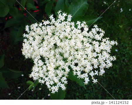 inflorescence of an european black elder 141124152