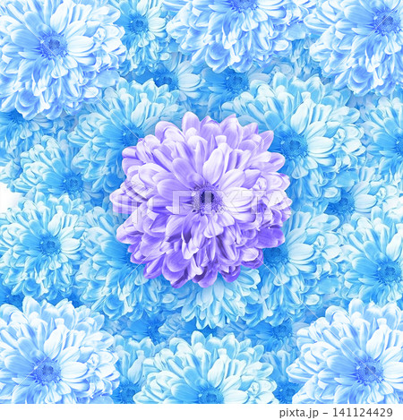 Chrysanthemums on white background. Floral background Chrysanthemums on white background. Floral background 141124429