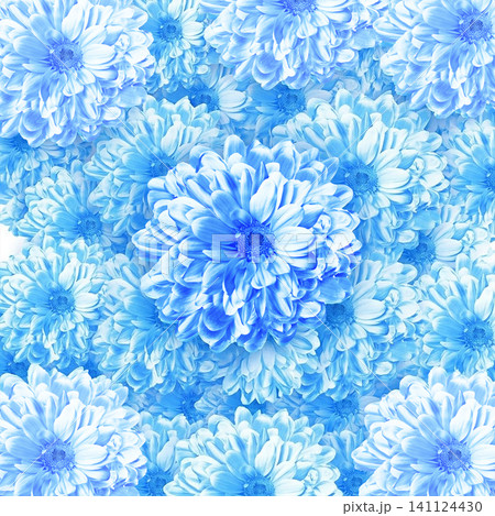Chrysanthemums on white background. Floral background 141124430