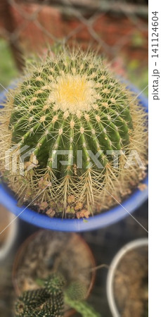 beautiful cactus in the garden beautiful cactus in the garden 141124604