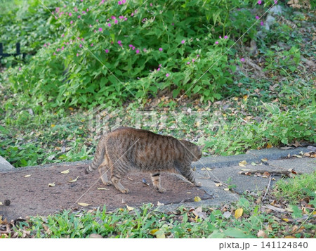 虎猫 寅猫 トラ猫 141124840