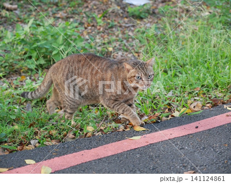 虎猫 寅猫 トラ猫 141124861