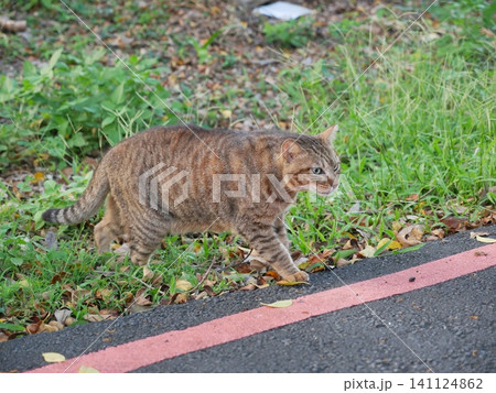 虎猫 寅猫 トラ猫 141124862