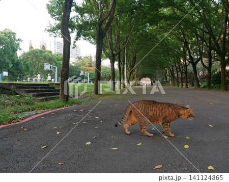 虎猫 寅猫 トラ猫 141124865