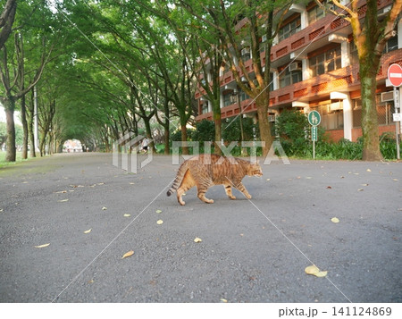 虎猫 寅猫 トラ猫 141124869