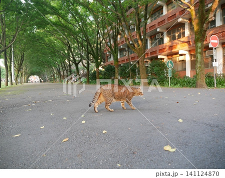 虎猫 寅猫 トラ猫 141124870