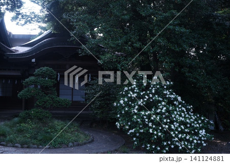 白い花が咲く日本庭園の古い建物 白い花が咲く日本庭園の古い建物 141124881