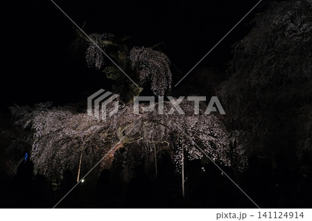 夜間ライトアップされた枝垂れ桜の景観 夜間ライトアップされた枝垂れ桜の景観 141124914