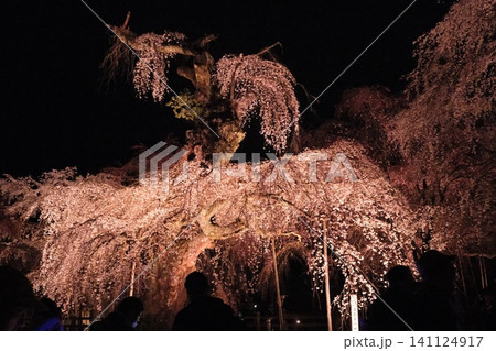 夜間ライトアップの枝垂桜 満開の花風景 夜間ライトアップの枝垂桜 満開の花風景 141124917