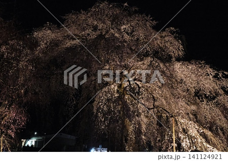 夜間ライトアップされた枝垂れ桜の古木 141124921