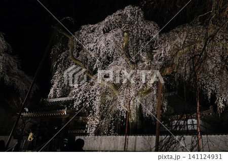 夜間ライトアップされた枝垂れ桜と神社建築 夜間ライトアップされた枝垂れ桜と神社建築 141124931
