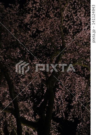 夜間のサクラ満開 低角度仰角撮影 141124943