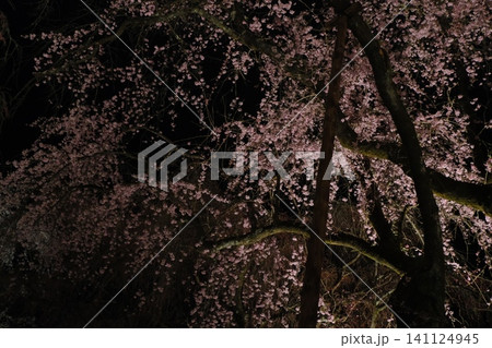 夜間ライトアップされた桜の満開の枝 夜間ライトアップされた桜の満開の枝 141124945