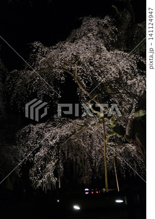 夜間ライトアップされた桜の花と幹 夜間ライトアップされた桜の花と幹 141124947