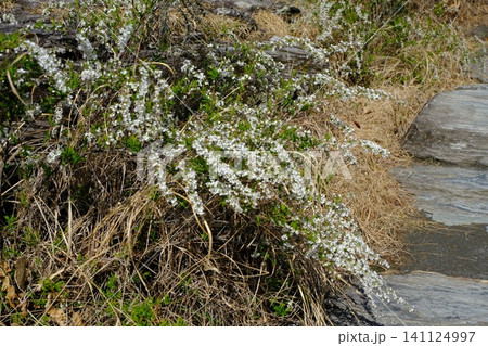 木道沿いの白い小花が咲く野草と枯れ草 木道沿いの白い小花が咲く野草と枯れ草 141124997