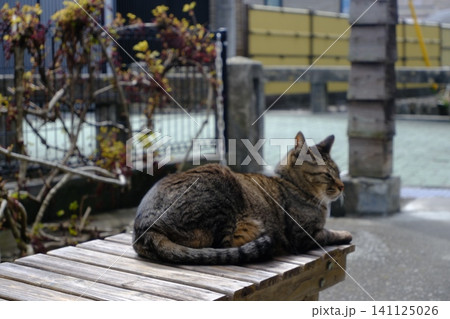 木製デッキの上で休むキジトラ猫 木製デッキの上で休むキジトラ猫 141125026
