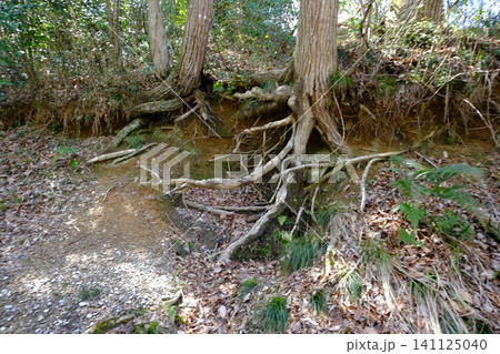 森林の樹根と落ち葉 苔むした自然風景 森林の樹根と落ち葉 苔むした自然風景 141125040