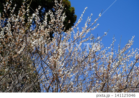 白い花が咲いた枝と青空 春の風景 白い花が咲いた枝と青空 春の風景 141125046