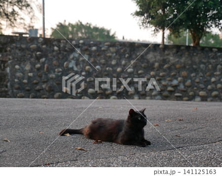 猫 ねこ ネコ 141125163