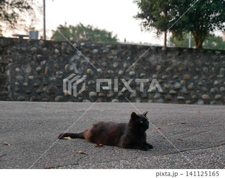 猫 ねこ ネコ 141125165