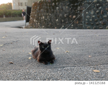 猫 ねこ ネコ 141125168