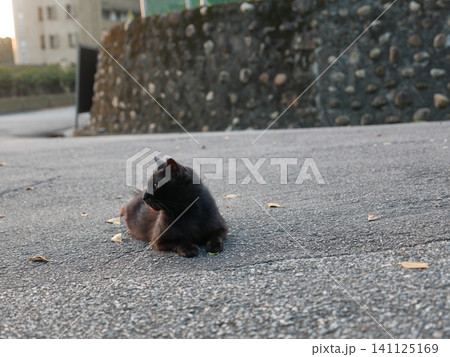 猫 ねこ ネコ 141125169