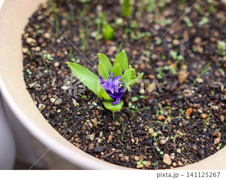 土から顔を出した紫のヒヤシンスの花芽を真上から 土から顔を出した紫のヒヤシンスの花芽を真上から 141125267