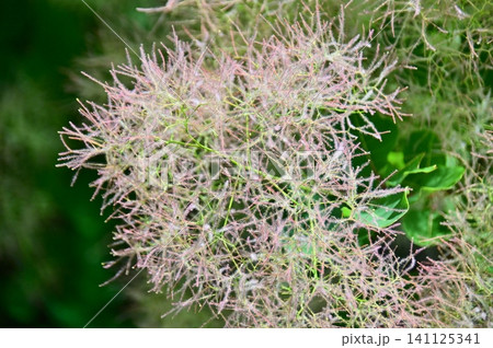 煙状の花を咲かせたケムリノキの雌株 煙状の花を咲かせたケムリノキの雌株 141125341