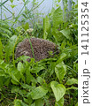 Close-up of a spiky hedgehog foraging among lush green wild plants and tall grass in a natural outdoor garden setting. 141125354
