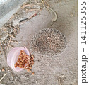 Top view of a small spiny hedgehog sitting on dusty ground next to a spilled plastic cup filled with dry pet food kibble. 141125355
