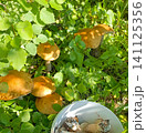 Top-down view of vibrant orange wild mushrooms growing in a forest, next to a white bucket filled with foraged harvest. 141125356