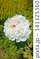 Stunning close-up of a large white peony flower with vibrant red-pink center petals, blooming in a sunny green garden. 141125360