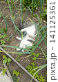 Top-down view of a relaxed white and tabby cat lying on its back among tall green plants on dry garden soil. 141125361