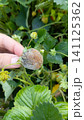 A hand holds a rotten, moldy grey strawberry attached to a green plant, showing fungal disease in the garden 141125362
