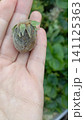 Close-up of a human palm holding a single spoiled strawberry covered in grey mold and fuzzy fungal growth. 141125363