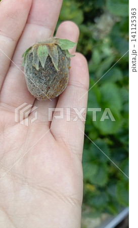 Close-up of a human palm holding a single spoiled strawberry covered in grey mold and fuzzy fungal growth. Close-up of a human palm holding a single spoiled strawberry covered in grey mold and fuzzy fungal growth. 141125363